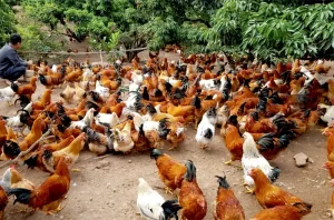 nuoi-2000-con-ga-tha-vuon_result