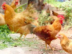 thoi-diem-xuat-chuong-ga-tau-vang_result